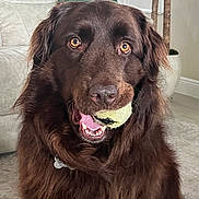 Gracie joined the competition — help win amazing prizes! dog, tennis_ball, indoor, brown_fur, pet, playing, close_up, face, mouth, fur, animal, couch, pillow, carpet, plant, houseplant, tongue, eyes, collar, home