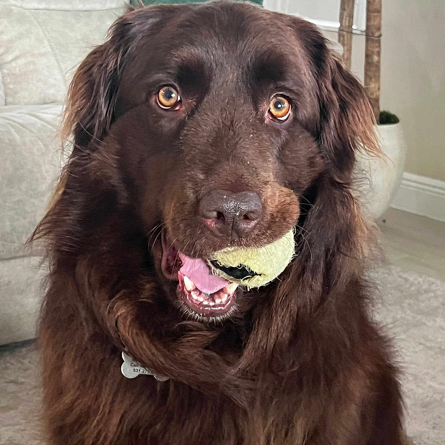 Gracie joined the competition — help win amazing prizes! animal, brown_fur, carpet, close_up, collar, couch, dog, eyes, face, fur, home, houseplant, indoor, mouth, pet, pillow, plant, playing, tennis_ball, tongue