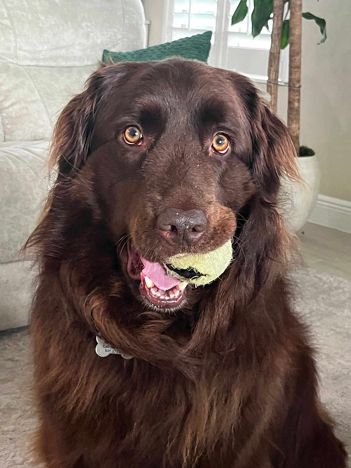 Gracie joined the competition — help win amazing prizes! dog, tennis_ball, indoor, brown_fur, pet, playing, close_up, face, mouth, fur, animal, couch, pillow, carpet, plant, houseplant, tongue, eyes, collar, home