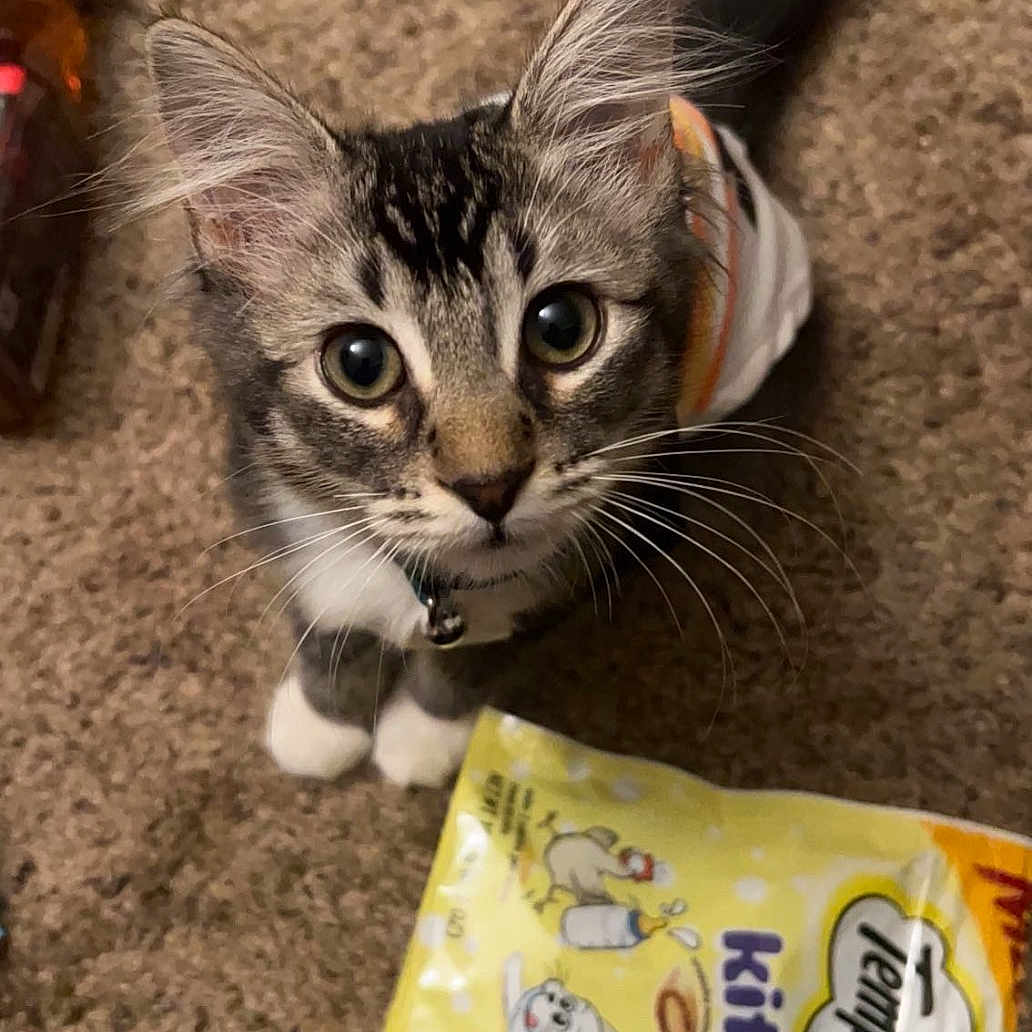 Doja Marie joined the competition — help win amazing prizes! abyssinian, accessories, alcohol, alloywheel, animal, bag, beer, beverage, bottle, cat, cream, dessert, food, icing, kitten, manx, pet, snack, strap, sweets