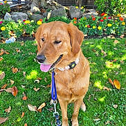 Kalua Marie is registered to the contest to win money with this photo: animal, autumn_leaves, canine, collar, daytime, dog, flowers, garden, golden_retriever, grass, happy, leash, nature, outdoor, park, pet, sitting, sunlight, tongue_out, tree