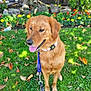 animal, autumn_leaves, canine, collar, daytime, dog, flowers, garden, golden_retriever, grass, happy, leash, nature, outdoor, park, pet, sitting, sunlight, tongue_out, tree