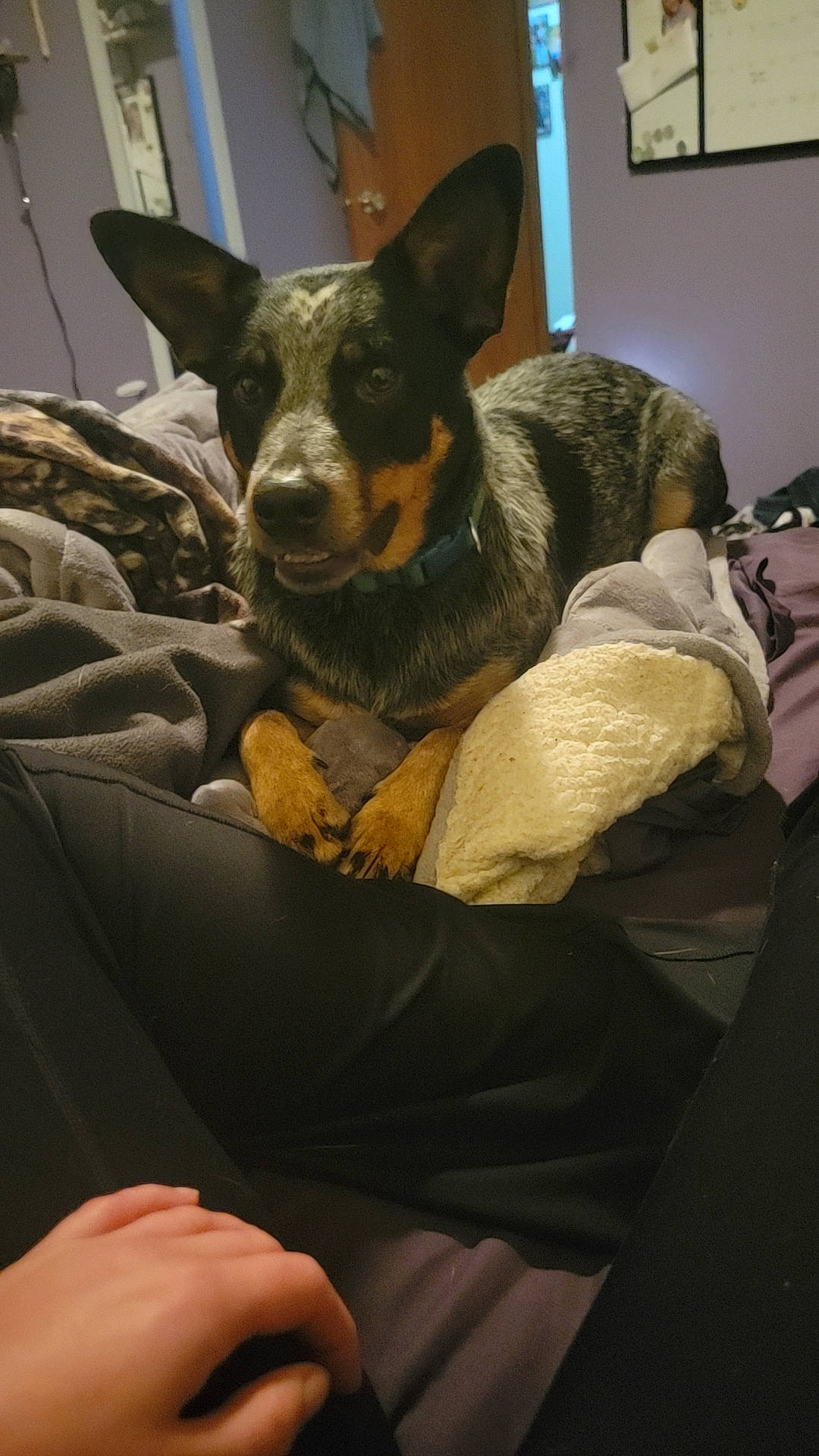 Arlo is registered to the contest to win money with this photo: canidae, carnivore, comfort, companion_dog, couch, dog, dog_breed, ear, fawn, fur, nap, picture_frame, room, sitting, sporting_group, toy_dog, whiskers, working_animal, working_dog