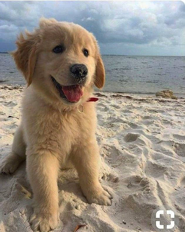 Isaiyah is registered to the contest to win money with this photo: beach, canidae, carnivore, coast, coastal_and_oceanic_landforms, companion_dog, dog, dog_breed, fawn, ocean, puppy, sand, sea, shore, snout, sporting_group, summer, tongue, vertebrate, working_animal