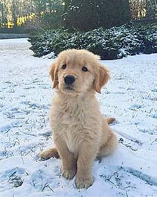Isaiyah is registered to the contest to win money with this photo: black, canidae, carnivore, companion_dog, dog, dog_breed, fawn, freezing, golden_retriever, ice, mammal, precipitation, retriever, snow, sporting_group, sunlight, vertebrate, winter, working_animal, yellow