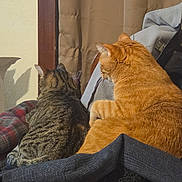 Bacon is registered to the contest to win money with this photo: cat, cats, orange_cat, tabby_cat, pets, animals, sitting, lounging, indoors, sunlight, sunbeam, chair, blanket, cushion, furniture, home, window_light, back_view, relaxed, companionship