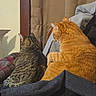 cat, cats, orange_cat, tabby_cat, pets, animals, sitting, lounging, indoors, sunlight, sunbeam, chair, blanket, cushion, furniture, home, window_light, back_view, relaxed, companionship
