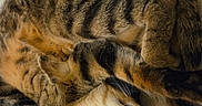 Bacon joined the competition — help win amazing prizes! cats, two_cats, tabby, sleeping, cuddling, furry, pet, animal, whiskers, paws, striped_fur, relaxed, indoor, couch, blanket, fabric, shirt, colorful, close_up, cute