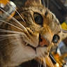 Bacon joined the competition — help win amazing prizes! cat, tabby_cat, pet, animal, close_up, portrait, whiskers, nose, eyes, ears, fur, striped_fur, brown, orange, indoor, blurred_background, warm_lighting, curious, face, photography