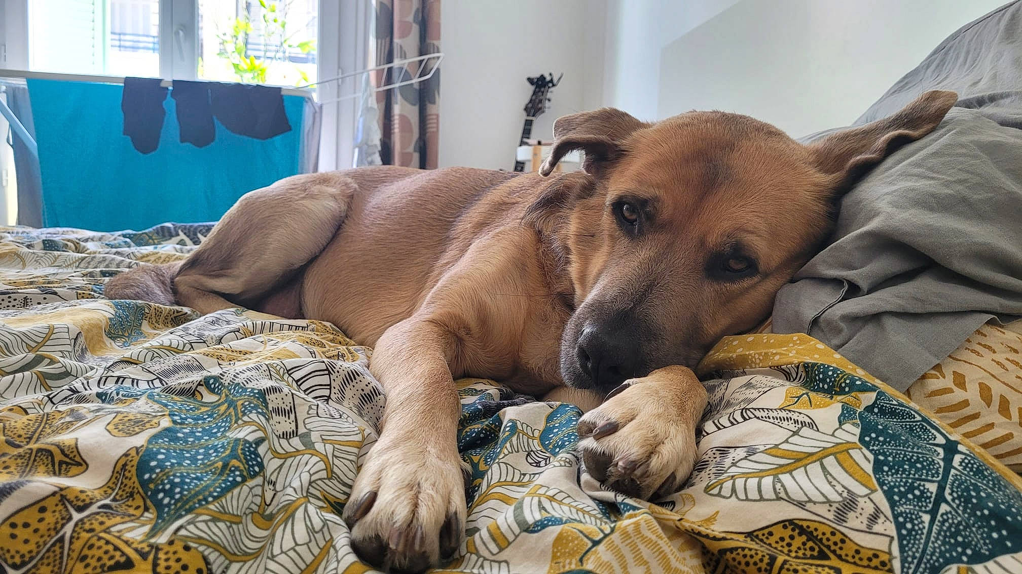 Maple participe au concours pour gagner de l'argent avec cette photo : art, blanket, canidae, carnivore, comfort, companion_dog, dog, dog_breed, dog_supply, fawn, flooring, guard_dog, linens, pattern, paw, puppy, terrestrial_animal, whiskers, window, working_animal