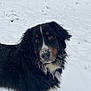 dog, bernese_mountain_dog, snow, winter, outdoor, animal, fur, forest, nature, cold, pet, mammal, canine, snowy_field, landscape, walking, playful, adorable, fluffy, winter_climate