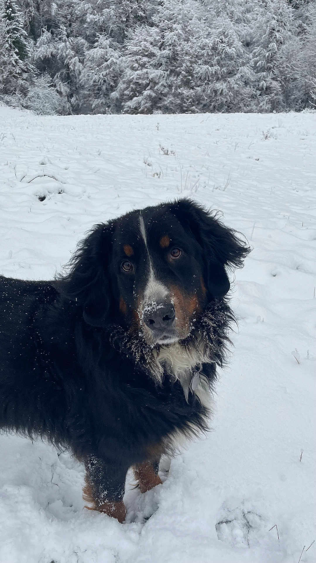 Norman a rejoint le concours — aidez-le/la à gagner de superbes lots ! dog, bernese_mountain_dog, snow, winter, outdoor, animal, fur, forest, nature, cold, pet, mammal, canine, snowy_field, landscape, walking, playful, adorable, fluffy, winter_climate