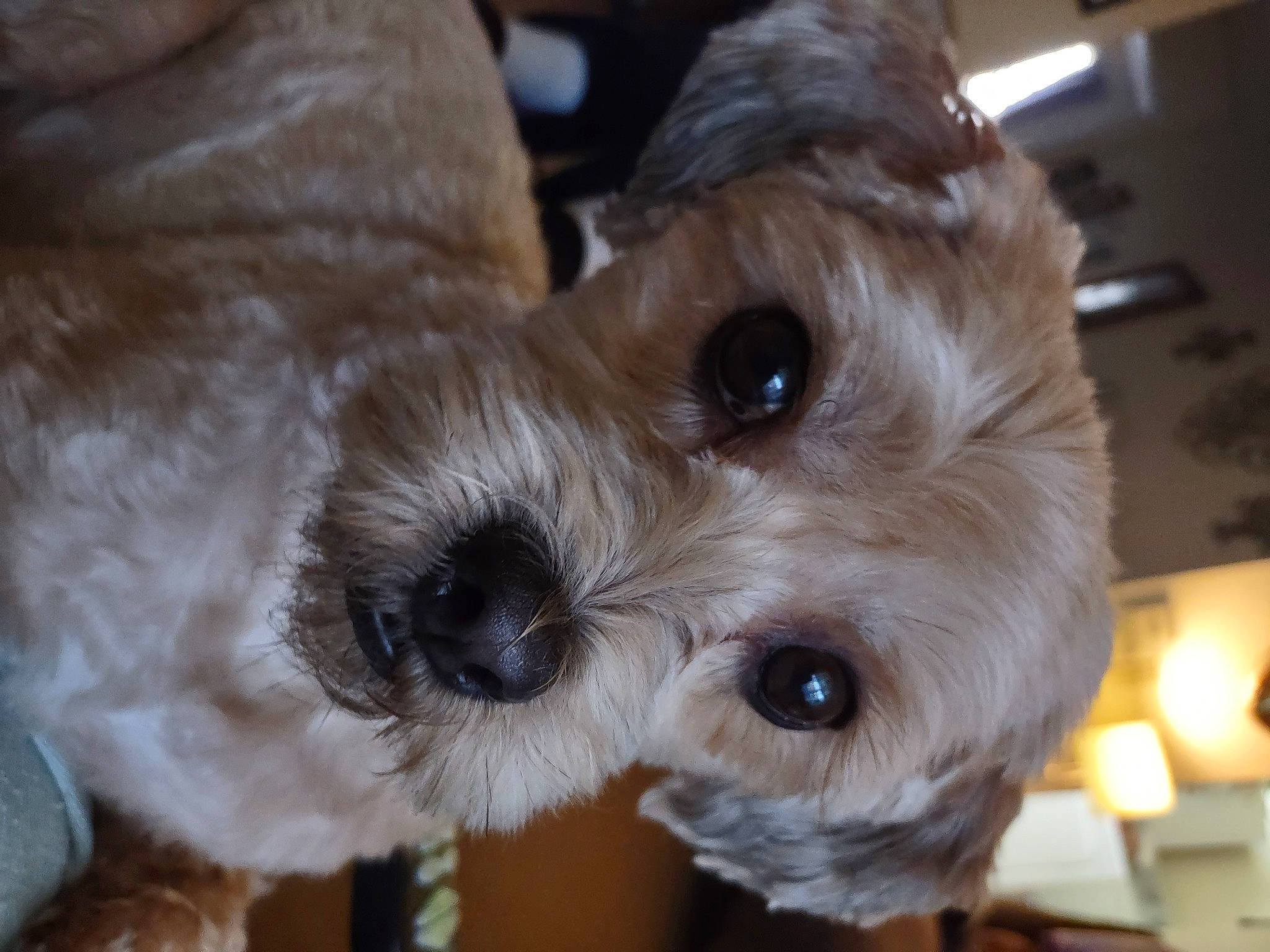 Graciemay is registered to the contest to win money with this photo: canidae, carnivore, companion_dog, dog, dog_breed, dog_supply, fawn, fur, liver, maltepoo, pet_supply, poodle_crossbreed, puppy, small_terrier, snout, sporting_group, terrier, toy, toy_dog, working_animal