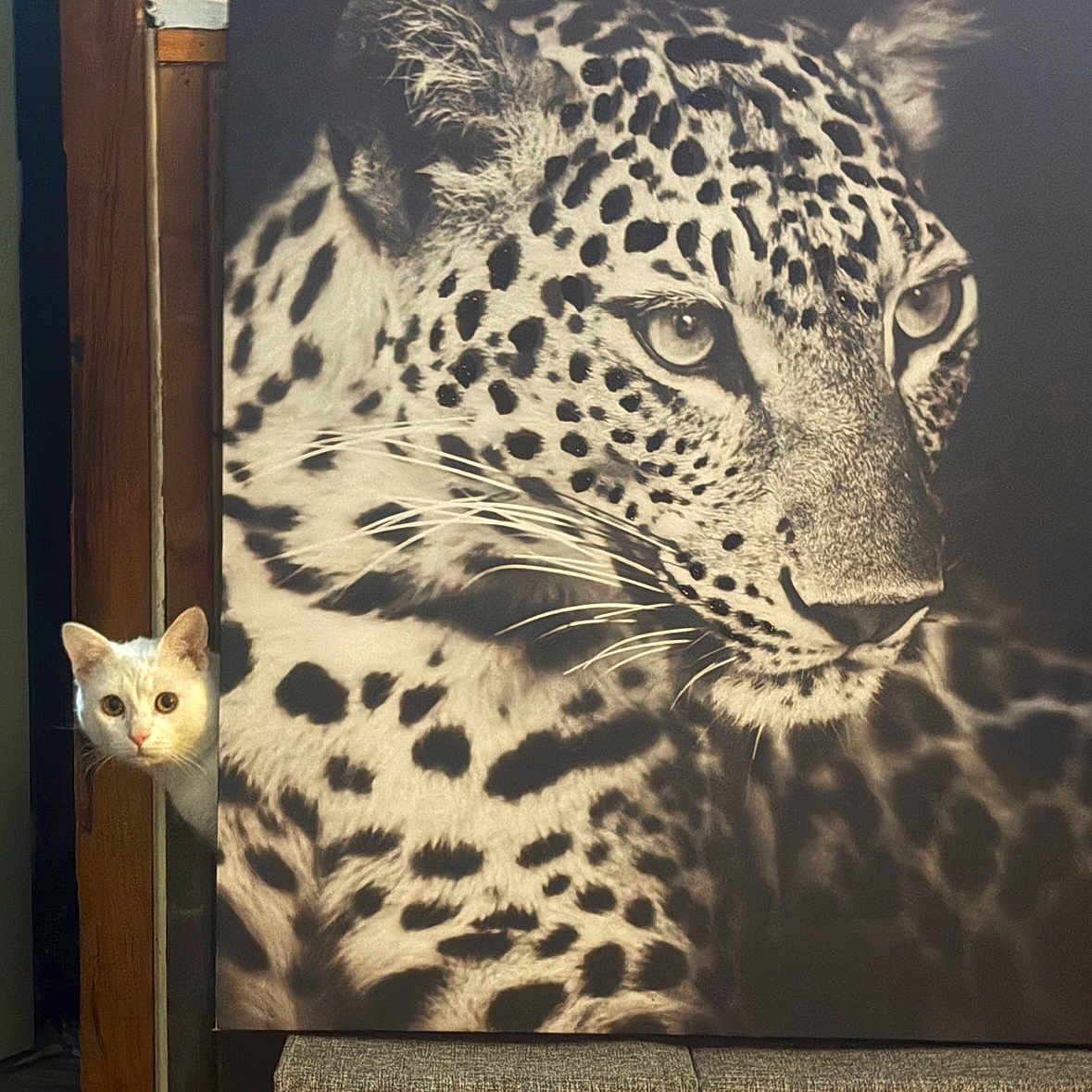 Michelle participe au concours pour gagner de l'argent avec cette photo : animal, artwork, black_and_white, cat, closeup, contrast, curious, decor, eyes, face, feline, indoor, leopard, painting, peeking, portrait, texture, whiskers, white_cat, wooden_frame
