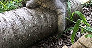 Nala is registered to the contest to win money with this photo: animal, background, brick, cat, cute, feline, garden, grass, gray_cat, greenery, kitten, nature, outdoor, paw, pet, plants, relaxed, tree_trunk, wood, young_animal