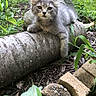 animal, background, brick, cat, cute, feline, garden, grass, gray_cat, greenery, kitten, nature, outdoor, paw, pet, plants, relaxed, tree_trunk, wood, young_animal