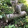 Nala joined the competition — help win amazing prizes! animal, cat, curious, foliage, fur, garden, grass, gray, greenery, kitten, log, nature, outdoor, pet, plants, rock, small, sunlight, wood, young