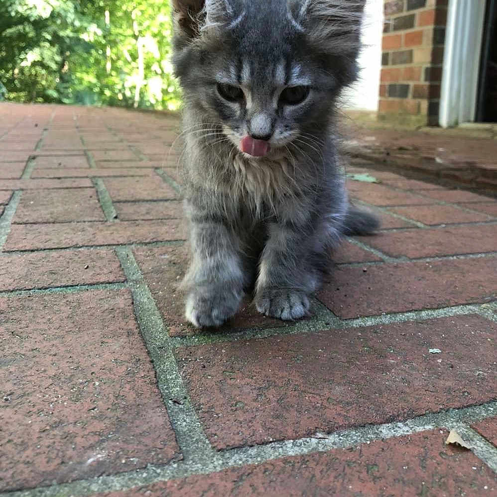 Nala