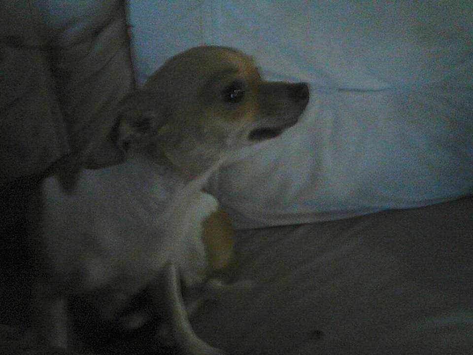 Lola