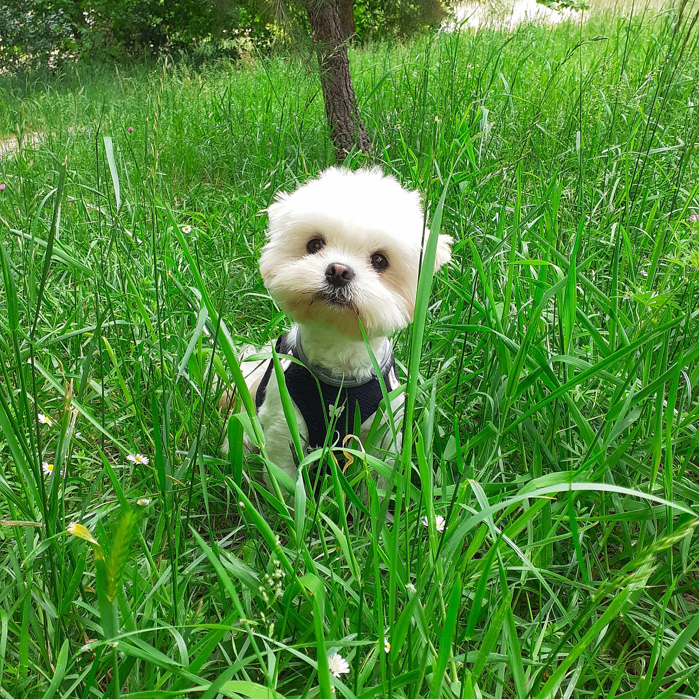 Dante participe au concours pour gagner de l'argent avec cette photo : animal, canine, dog, field, flower, grass, grassland, green, herbal, herbs, lawn, nature, outdoors, pet, plant, puppy, terrier, tree, vegetation, whitedog