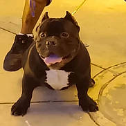 Kane is registered to the contest to win money with this photo: animal, black_dog, canine, companion, dog, domestic_animal, floor, happy, leash, legs, outdoor, pavement, person, pet, shoes, sitting, smiling, tile_floor, tongue_out, white_patch