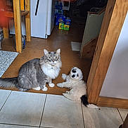 Benny joined the competition — help win amazing prizes! cat, dog, puppy, indoor, floor, tile_floor, wooden_door_frame, gray_cat, white_puppy, black_patches, pet, animal, sitting_cat, lying_dog, mat, pot, soda_packs, home, cozy, fur