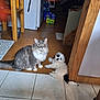cat, dog, puppy, indoor, floor, tile_floor, wooden_door_frame, gray_cat, white_puppy, black_patches, pet, animal, sitting_cat, lying_dog, mat, pot, soda_packs, home, cozy, fur