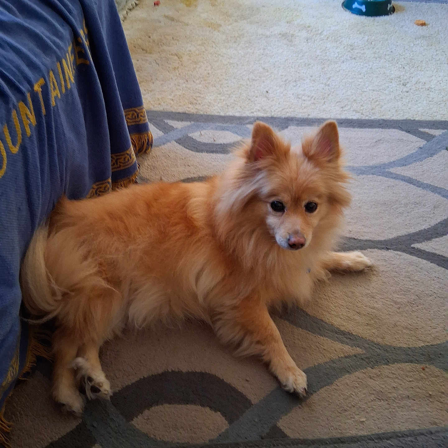 Derby joined the competition — help win amazing prizes! dog, fluffy, golden_fur, long_hair, pointed_ears, brown_eyes, lying_down, indoors, living_room, carpet, rug, furniture, blanket, food_bowl, pet_bowl, dog_treat, home, portrait, cute, alert
