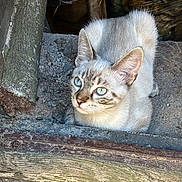 Silver a rejoint le concours — aidez-le/la à gagner de superbes lots ! cat, blue_eyes, close_up, resting, curious, alert, fur, animal, outdoor, stone, wood, texture, nature, pet, mammal, whiskers, ears, daylight, small_animal, portrait