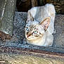 alert, animal, blue_eyes, cat, close_up, curious, daylight, ears, fur, mammal, nature, outdoor, pet, portrait, resting, small_animal, stone, texture, whiskers, wood