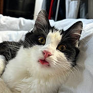Myllow a rejoint le concours — aidez-le/la à gagner de superbes lots ! cat, black_and_white, tongue_out, fluffy, pet, indoor, bed, white_bedding, close_up, cute, animal, whiskers, ears, face, eyes, nose, relaxed, feline, domestic_cat, soft