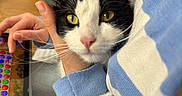 Myllow participe au concours pour gagner de l'argent avec cette photo : cat, black_and_white_cat, yellow_eyes, hand, person, blue_sweater, striped_sweater, tablet, game, colorful_game, indoor, close_up, pet, cozy, playing, feline, whiskers, pink_nose, human_hand, cuddle