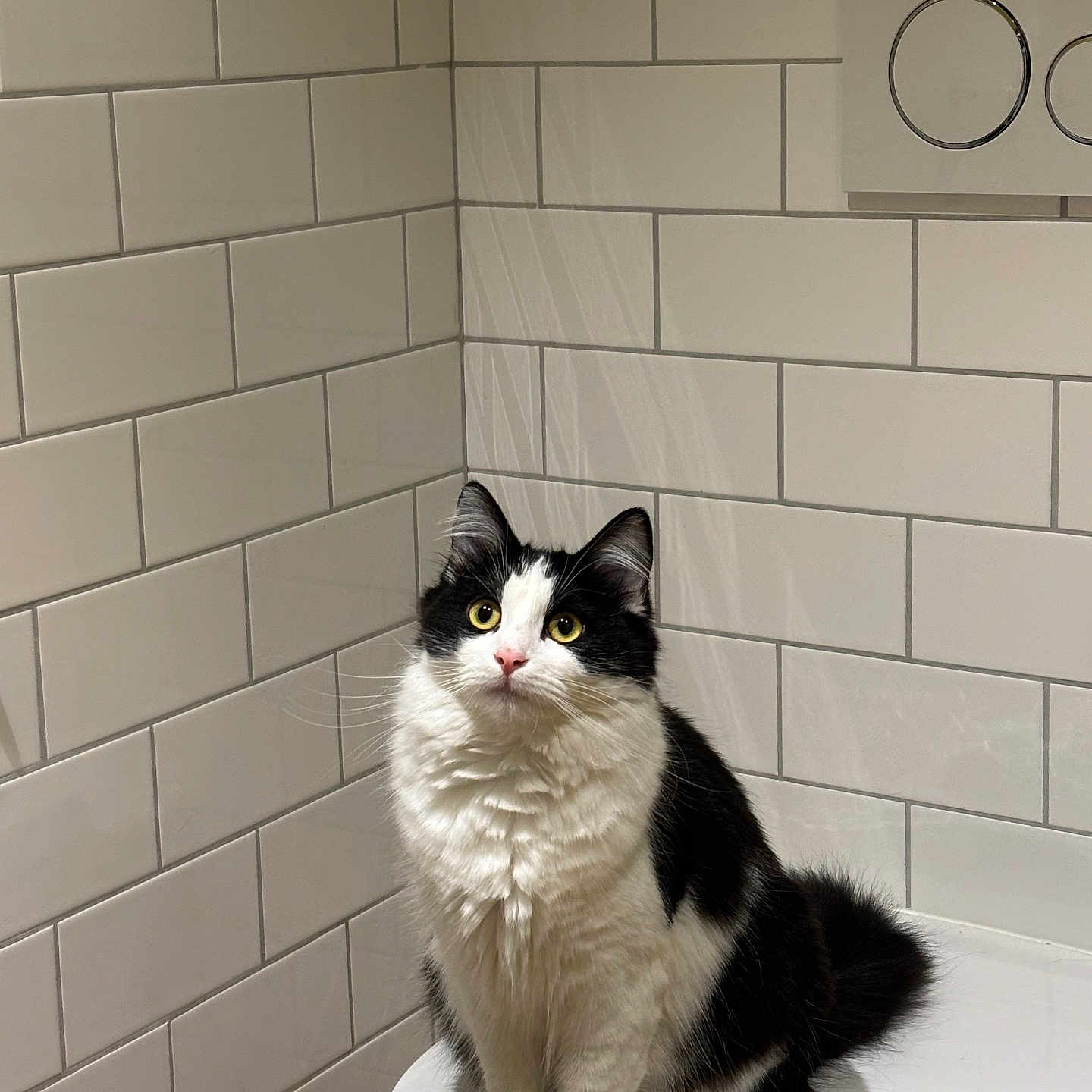 Myllow participe au concours pour gagner de l'argent avec cette photo : cat, black_and_white, fluffy, sitting, toilet, bathroom, tiles, yellow_eyes, feline, curious, indoor, pet, animal, clean, white, fur, portrait, corner, domestic, quiet