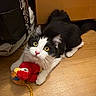 Myllow a rejoint le concours — aidez-le/la à gagner de superbes lots ! cat, black_and_white, stuffed_toy, red_toy, wooden_floor, playful, pet, indoor, animal, cute, whiskers, pink_nose, feline, toy, fur, looking_up, claws, domestic_cat, young_cat, curious