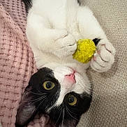 Minouche participe au concours pour gagner de l'argent avec cette photo : cat, black_and_white, pet, animal, feline, lying_down, upside_down, yellow_toy, toy, blanket, pink_blanket, couch, indoors, close_up, golden_eyes, green_eyes, whiskers, pink_nose, paws, cozy