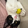 cat, black_and_white, pet, animal, feline, lying_down, upside_down, yellow_toy, toy, blanket, pink_blanket, couch, indoors, close_up, golden_eyes, green_eyes, whiskers, pink_nose, paws, cozy