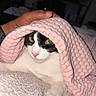 Minouche a rejoint le concours — aidez-le/la à gagner de superbes lots ! cat, black_and_white, pink_blanket, blanket, cozy, bed, indoors, pet, feline, yellow_eyes, pink_nose, whiskers, fur, animal, relaxed, snuggling, portrait, close_up, human_hand, soft_fabric