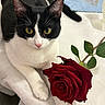 cat, tuxedo_cat, black_and_white, pet, animal, feline, portrait, close_up, yellow_eyes, whiskers, ears, pink_nose, white_fur, black_fur, rose, red_flower, romantic, indoor, table, still_life