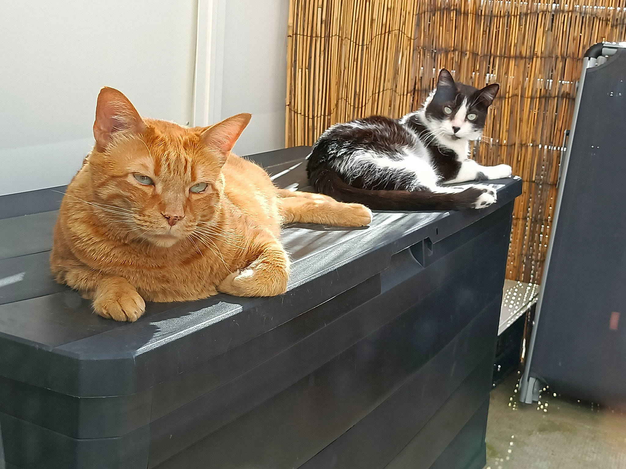 Oliver participe au concours pour gagner de l'argent avec cette photo : box, carnivore, cat, cat_supply, comfort, domestic_short_haired_cat, felidae, fur, paw, pet_supply, rectangle, sitting, small_to_medium_sized_cats, snout, tail, whiskers, window, wood