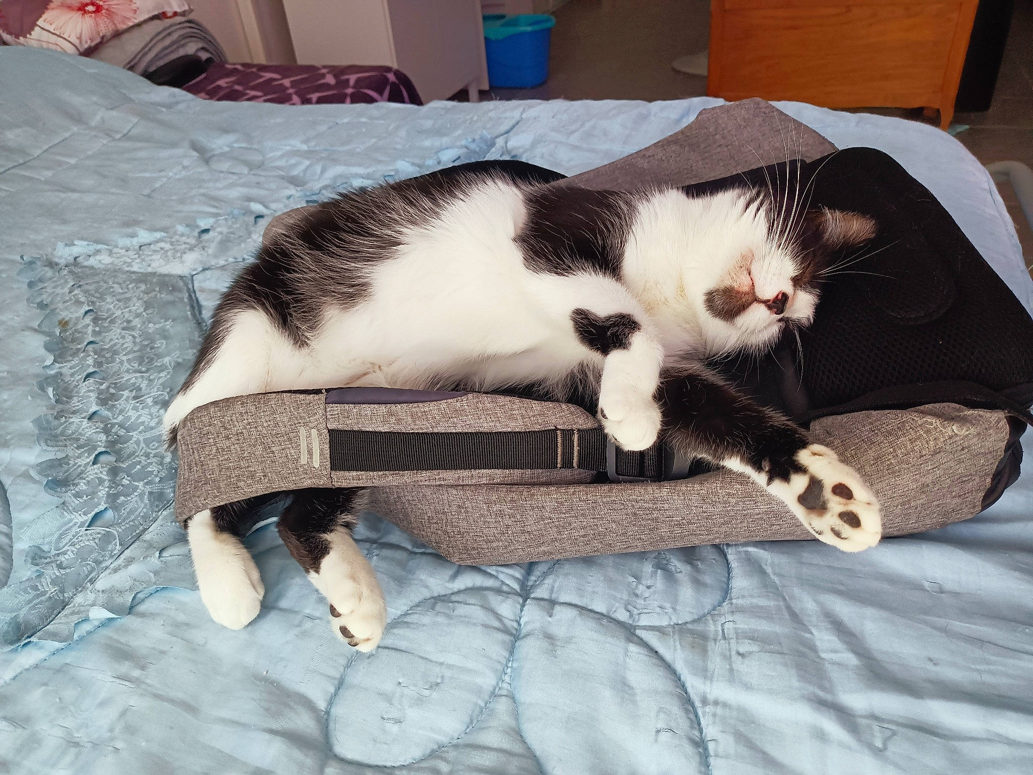 Sakura participe au concours pour gagner de l'argent avec cette photo : canidae, cardboard, carnivore, cat, cat_supply, claw, comfort, domestic_short_haired_cat, felidae, fur, linens, nap, paw, pet_supply, sleep, small_to_medium_sized_cats, snout, tail, whiskers, wood