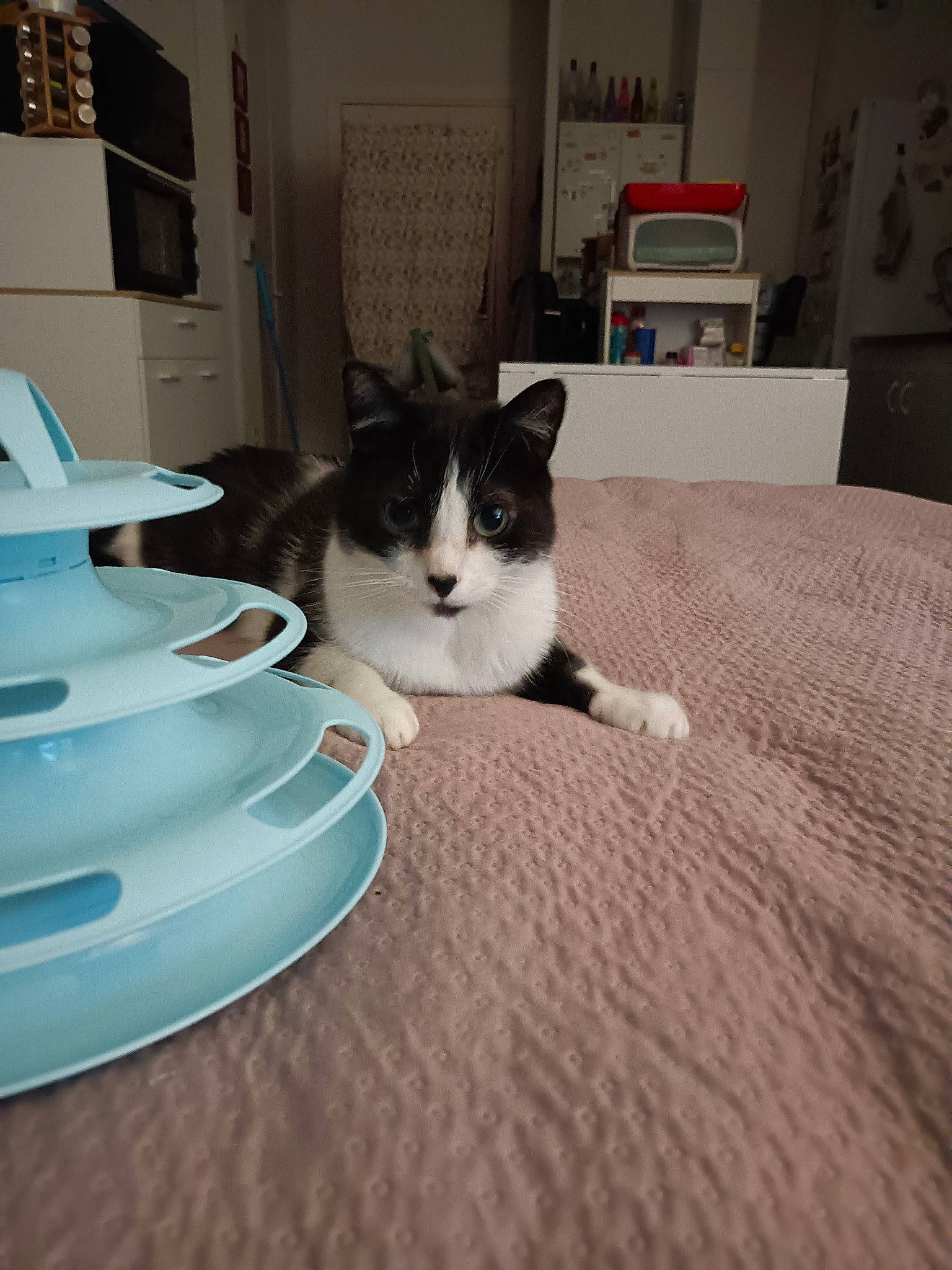 Sakura participe au concours pour gagner de l'argent avec cette photo : carnivore, cat, comfort, dishware, domestic_short_haired_cat, felidae, floor, flooring, fur, grey, hardwood, linens, mammal, room, serveware, small_to_medium_sized_cats, tableware, tail, whiskers, wood