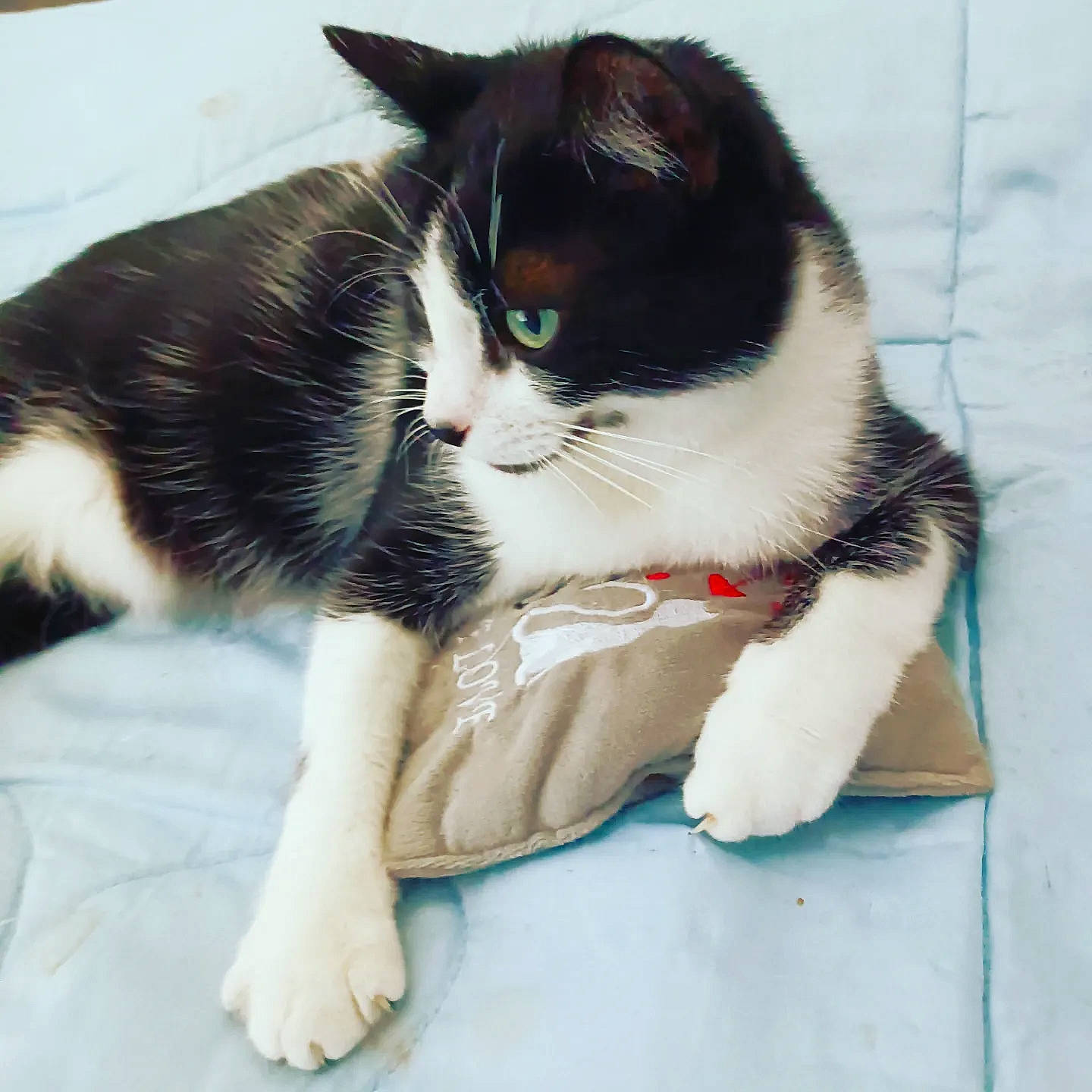 Sakura a rejoint le concours — aidez-le/la à gagner de superbes lots ! carnivore, cat, cat_supply, claw, comfort, domestic_short_haired_cat, electric_blue, felidae, foot, fur, pattern, paw, small_to_medium_sized_cats, snout, tail, whiskers