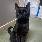 Onyx joined the competition — help win amazing prizes! animal, black_cat, carpet, cat, curious, domestic_cat, door, ears, feline, floor, fur, hallway, house, indoor, looking, pet, room, sitting, tail, whiskers