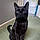 Onyx