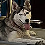 dog, husky, pet, animal, tongue_out, relaxed, indoor, chair, fur, ears, face, smile, paw, lying_down, mammal, domestic_animal, canine, friendly, companion, cute