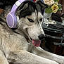 dog, husky, headphones, purple, tongue_out, pet, couch, indoor, flower_vase, table, living_room, relaxed, furniture, decor, animal, ears, fur, tongue, close_up, household