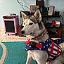 Bella joined the competition — help win amazing prizes! dog, husky, pet, indoor, living_room, rug, electronic_device, television, speaker, gaming_console, cable, collar, vest, floor_tile, home_decor, furniture, animal, canine, sitting, patriotic