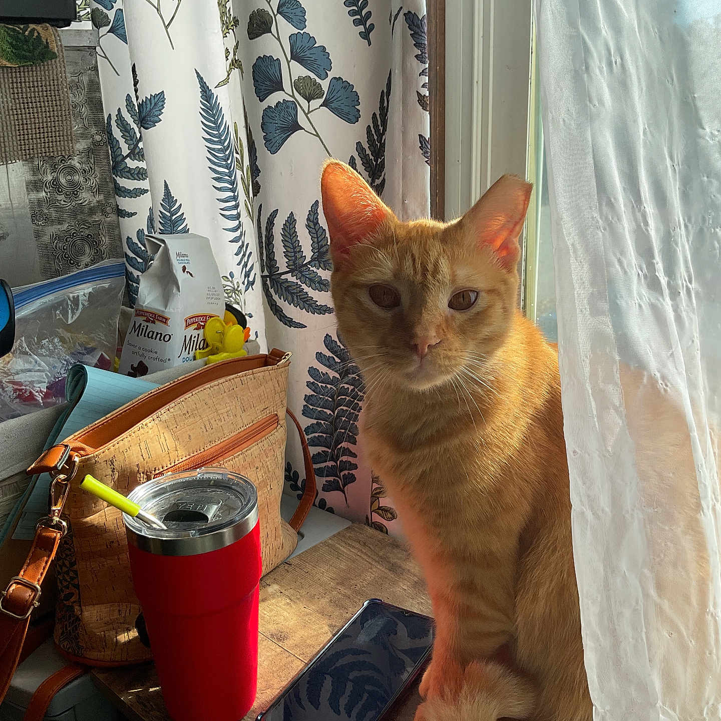 Diggs joined the competition — help win amazing prizes! cat, charging_cable, cozy, curled_tail, curtain, domestic_animal, feline, indoor, leaf_pattern, natural_light, orange_tabby, pet, purse, smartphone, still_life, sunlight, table, tumbler, window, wooden_surface