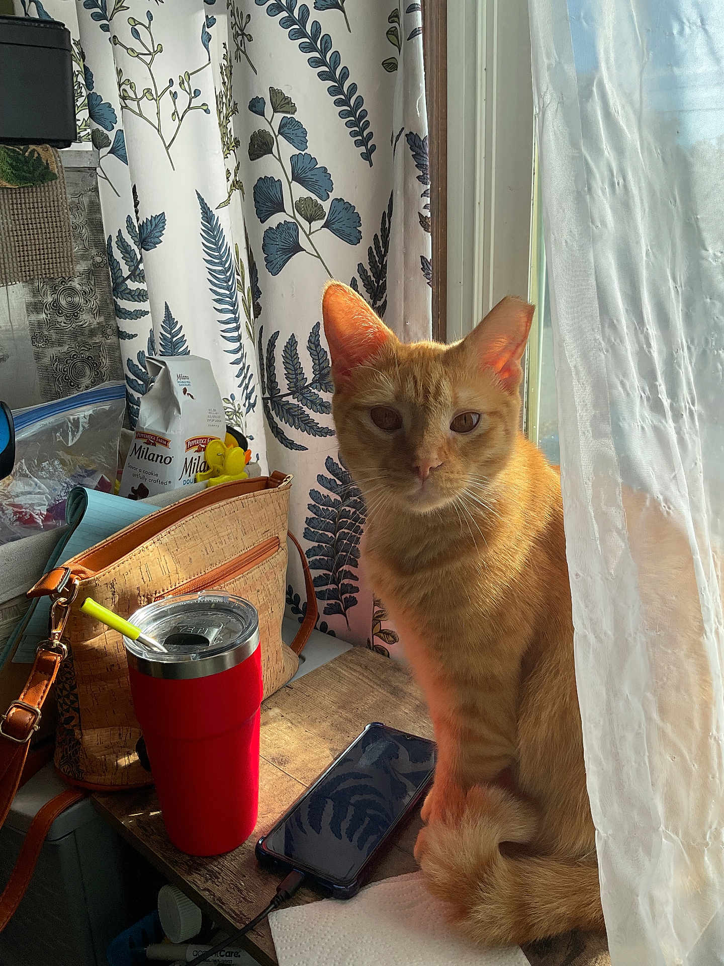 Diggs joined the competition — help win amazing prizes! cat, orange_tabby, indoor, table, curtain, window, sunlight, purse, tumbler, smartphone, charging_cable, wooden_surface, leaf_pattern, cozy, pet, domestic_animal, feline, curled_tail, still_life, natural_light