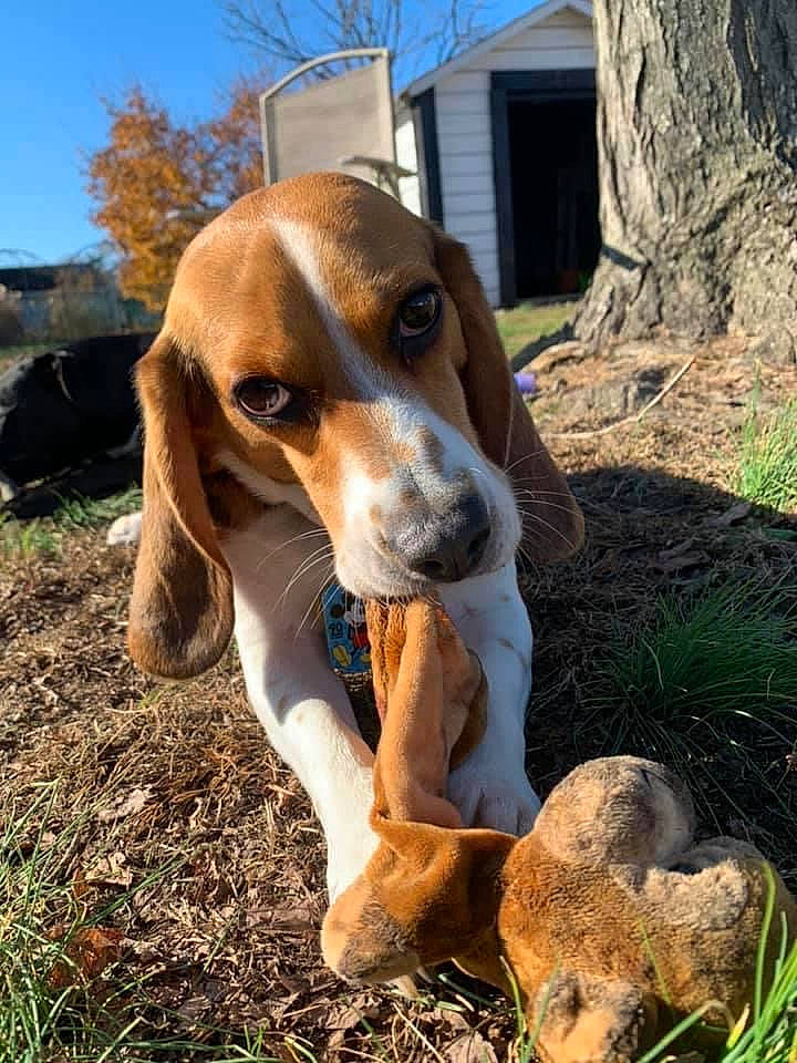 Lego is registered to the contest to win money with this photo: building, canidae, carnivore, companion_dog, dog, dog_breed, fawn, grass, hound, liver, plant, scent_hound, sky, snout, terrestrial_animal, tree, whiskers, window, wood, working_animal